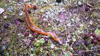 Giant leech eating an earthworm Ep 2 [upl. by Vinay]