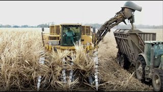 Harvesting Sugar Cane With a Double Row Harvester Grinding 2019 4K [upl. by Seumas]