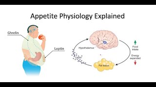 Appetite Ghrelin and Leptin Explained [upl. by Aniloj181]