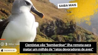 🟢Cientistas vão “bombardear” ilha remota para matar um milhão de “ratos devoradores de aves” [upl. by Klapp]