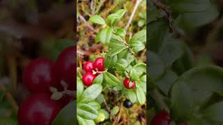 Vaccinium vitisidaea  the lingonberry partridgeberry mountain cranberry or cowberry PUOLUKKA 🇫🇮 [upl. by Ecnarretal]