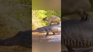 Do Crocodiles Loves Capybaras [upl. by Shuma591]