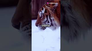 The Majestic Beauty of Siberian Tigers tigers siberian facts [upl. by Clayton367]