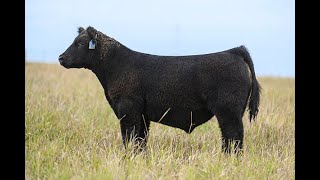 Reimann Pasture Sale 2024  Tag 46 [upl. by Niawat644]