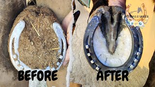 Severely overgrown hoof trim SATISFYING FARRIER work [upl. by Nomzzaj]