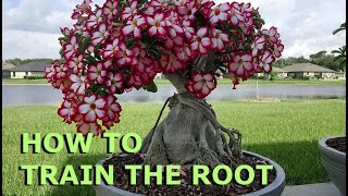 Adenium Desert Rose Bonsai  How to train the roots [upl. by Nhabois]