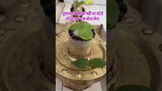 facts pradeepmishra remedies vastu vastutips panditpradeepmishraofficial [upl. by Epul]