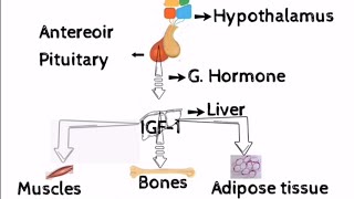 Growth hormoneFunctions of Growth hormone stimulation of growthhormoneHindiUrdu Endocrinology [upl. by Carlson]