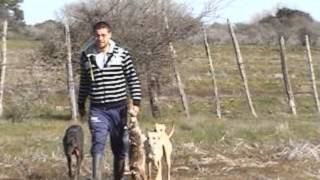 caza de liebres con galgos parralchile 6 [upl. by Xonnel]