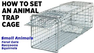 How To Set Up Animal Trap Cage  Catch Feral Cats Raccoons Squirrels other small animals [upl. by Aniras]