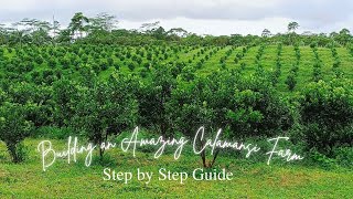 Building an Amazing Calamansi Farm Step by Step Guide [upl. by Menard]