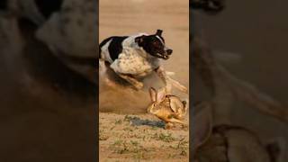 Super Speed Racing Dogs vs Wild Brown Hare Rabbit tazidog [upl. by Ilesara215]