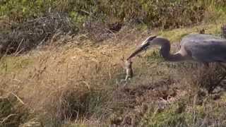 Heron eats  swallows squirrel alive [upl. by Aneekan]