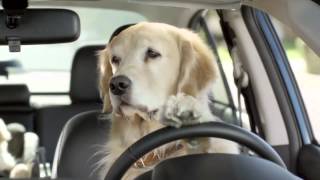 Subaru Dog Poodle Commercial Dan Perkins Subaru HD [upl. by Kcarb114]