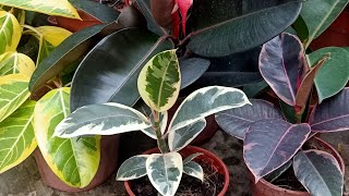 Indoor  Outdoor Rubber Plant  Ficus Elastica Care  Growing Guide [upl. by Bartosch]