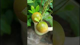 Citrus microcarpaRutaceae familynatureforestflower trending gardennatureforest fruitforest [upl. by Ahsinit]