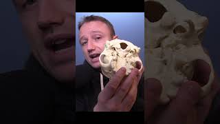 Brien Foerster  Foramen Magnum of Paracas Skulls aliens science gaia [upl. by Ardeth780]