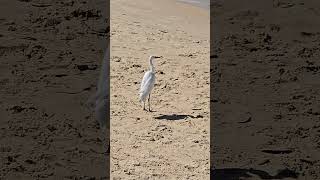 bird stork on the sea birds storks shorts [upl. by Opaline]