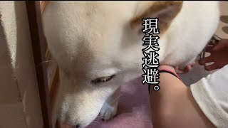 爪切り宣告を受けて現実逃避をする柴犬 [upl. by Ecniuq928]