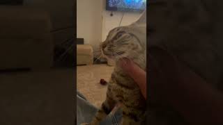 Pet your cat more aggressively each timegah damnviralshorts tiktok cats [upl. by Coke]