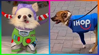 Halloween Pet Costumes That Are On Another Level  Best of 2024 [upl. by Ahsielat94]