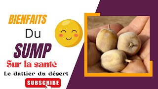 Les bienfaits du SUMP le dattier du désert conseils nutrition santé fruit senegalpeople [upl. by Kravits]