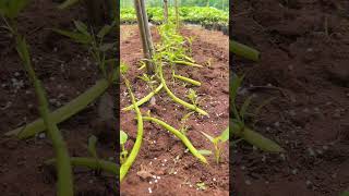 How to plant kangkong in soil easy and fast [upl. by Hector]