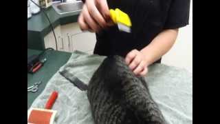 Pet Tips  Grooming Your Cat [upl. by Oiramrej]