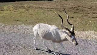 Addax  Antelope  Fossil Rim Wildlife Center [upl. by Ellessig]