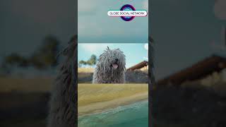 Adorable Komondor dog relaxing in the front garden [upl. by Ahsir]