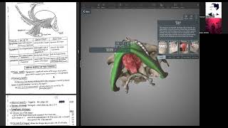 Issue 25 DR 1 Tongue  Muscles  Structure  Postion  Functions  with notes [upl. by Rintoul746]