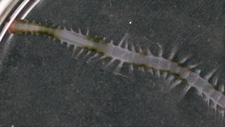 Swimming alciopidae polychaete  Antarctica Science at the Palmer Research Station [upl. by Chaney632]