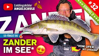 Zanderangeln im See vom Ufer mit Gummifisch 🔥🎣👍🏼 [upl. by Louanna]