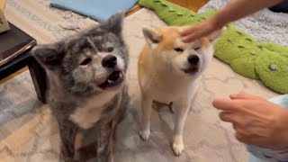 【ドギーボックス】おやつの封を切り始めた途端、人が変わったように前のめりになる秋田犬こむぎ【Akitainu】akitainupata [upl. by Alyahsat]