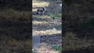 Cat wagging its tail while waiting for squirrel in the garden shorts cat pet animal catlover [upl. by Ahsai692]