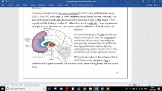 Year 12 PSYCHOLOGY  Biological Approach to Explaining OCD  Evaluation [upl. by Franciska]