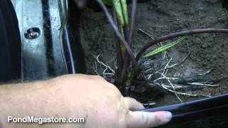 Planting a Hardy Waterlily properly Planting Pond Plants Water Gardening Help [upl. by Pillow]