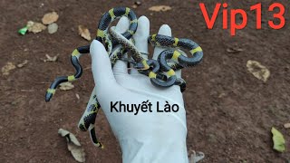 🐍 Rắn Khuyết Lào Lycodon  Vietnamese Snakes Lycodon Vip13 [upl. by Tak335]