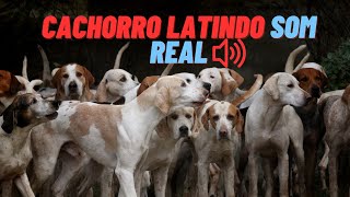 Som Real de Cachorro Latindo – Diferentes Tipos de Latidos [upl. by Fabron]