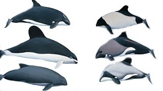 All Porpoises Species  Species List [upl. by Nnairb]