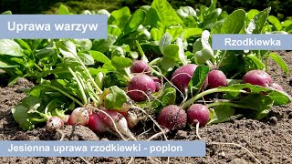 Rzodkiewka  jesienna uprawa rzodkiewki  uprawa warzyw na poplony [upl. by Inoj646]