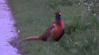 Pheasant Evening Call  Fazant Avondroep Phasianus Colchicus [upl. by Hafirahs]