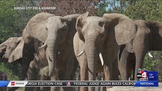 Hogle Zoo elephants safely arrive at Kansas City Zoo [upl. by Eitac]