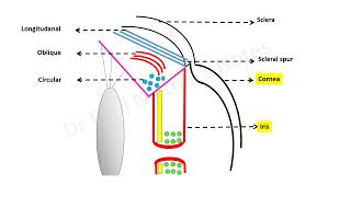 Introduction to the cholinergic system [upl. by Gnet]