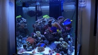 60cm Cube Reef Tank 3 Months Update [upl. by Alah516]