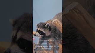 Family Adopts Abandoned Racoon [upl. by Toft800]