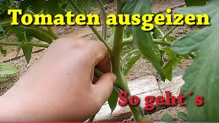 Tomaten ausgeizen  so geht´s 🍅🍅🍅 Geiztriebe an Tomaten erkennen und entfernen 🍅🍅🍅 [upl. by Eedahs]