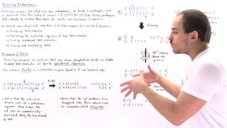 Restriction Enzymes and Palindromic Sequences [upl. by Dart]