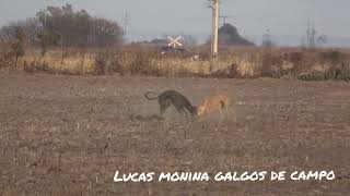 caza de liebres con galgos [upl. by Ingaberg]