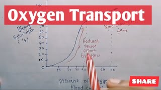 Oxygen Transport  physiology  Oxygen heamoglobin Dissociation Curve [upl. by Reham682]